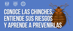 Conoce a las chinches